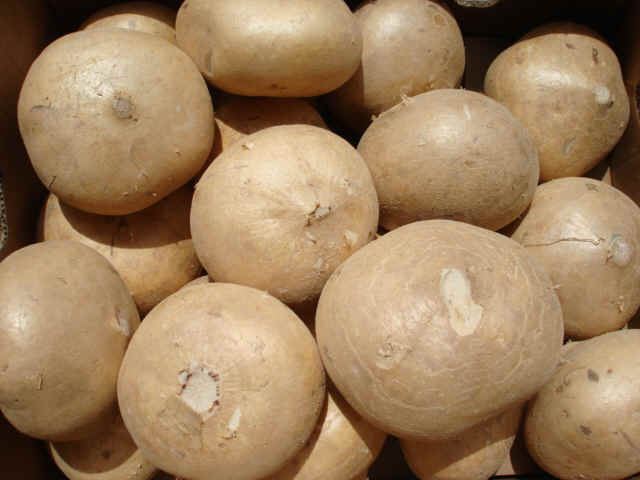 Củ đậu cung cấp độ ẩm và dưỡng trắng da hiệu quả